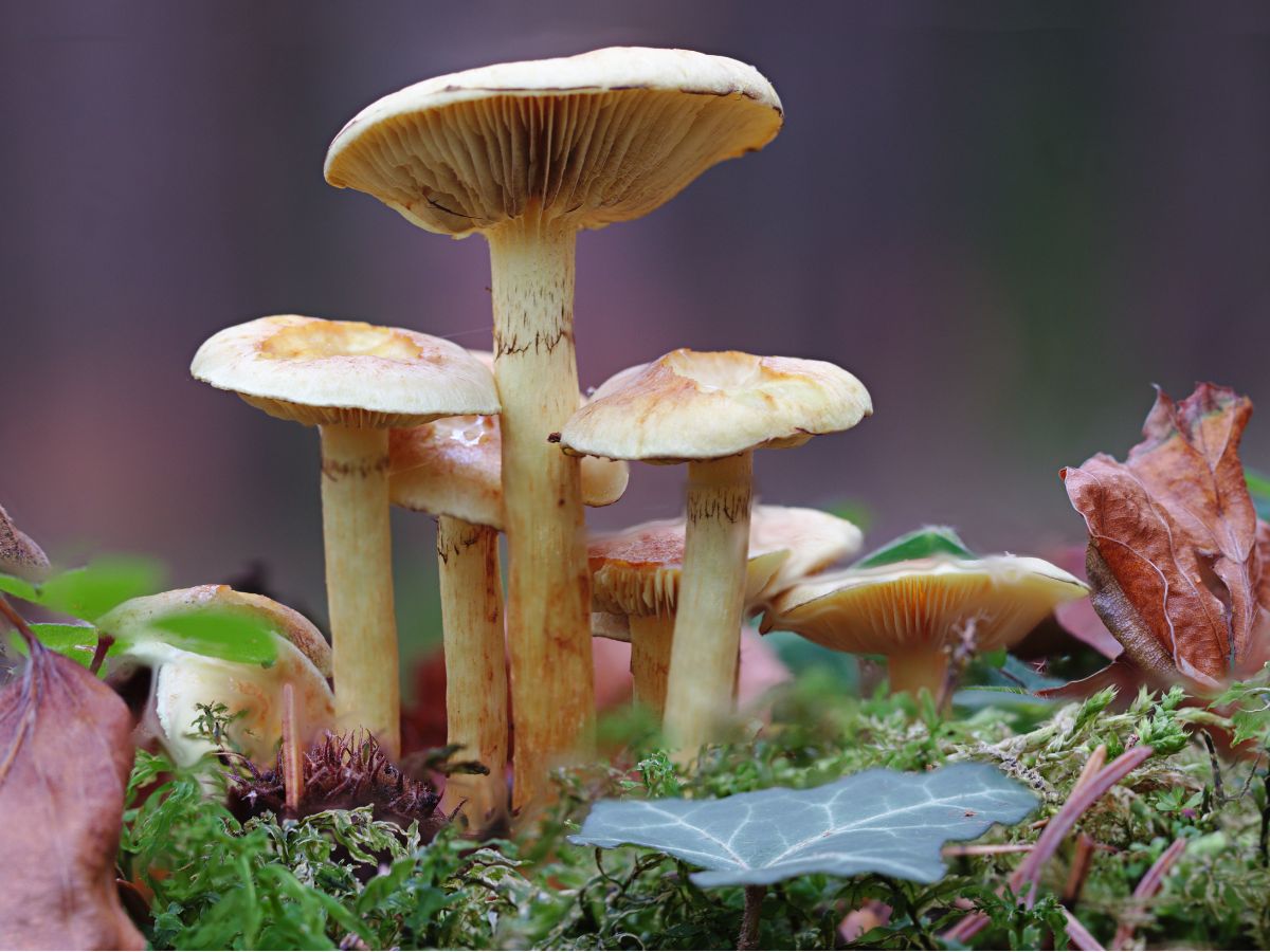 White mushrooms in a forest close-up.
