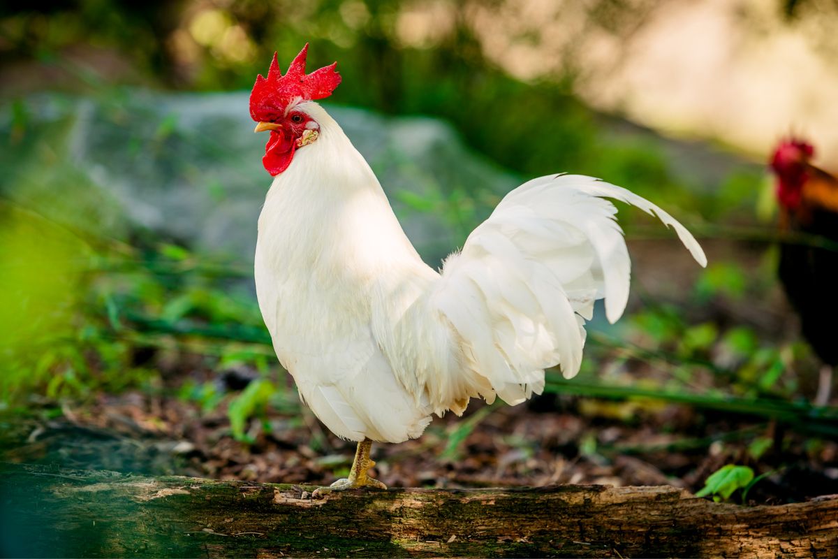 A beautiful white rooster standing on a wooden log.