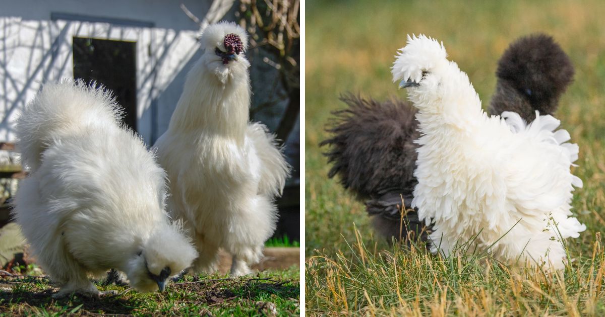 7 Ways How To Tell Male And Female Silkies Apart Chicken Chicks Info