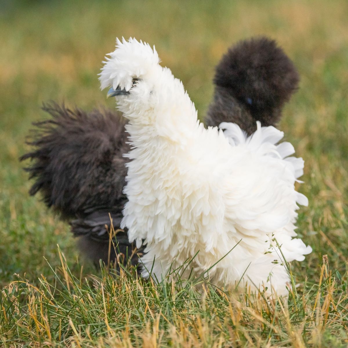 Do Chickens Eat Snails? + Other Garden Bugs Chicken & Chicks Info