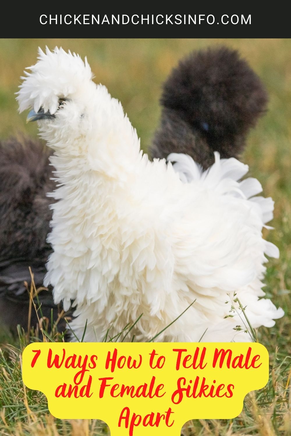 7 Ways How to Tell Male and Female Silkies Apart poster.
