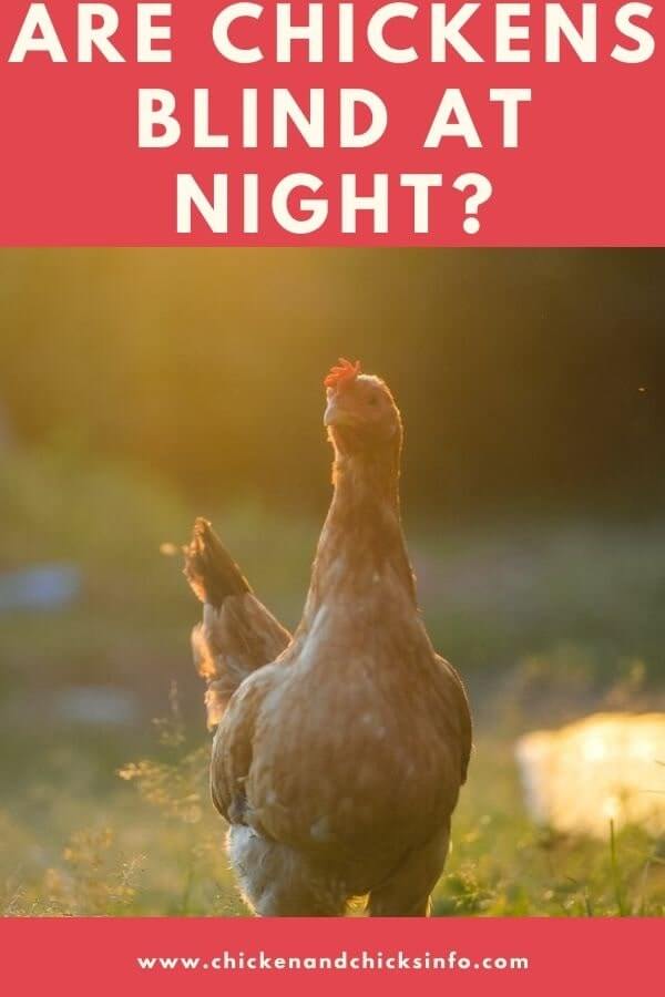 Are Chickens Blind at Night? (Pretty Much, Yes) Chicken & Chicks Info