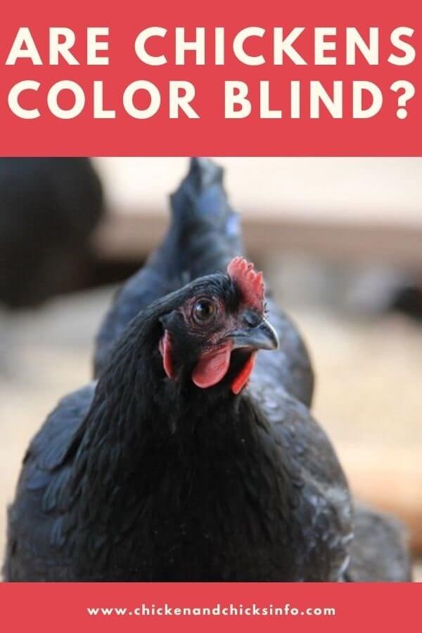 Are Chickens Color Blind