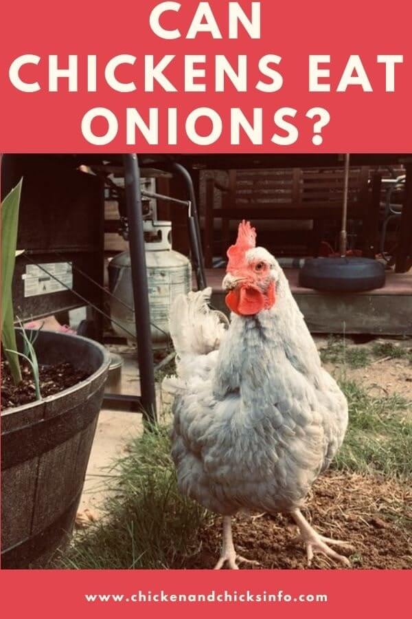 Can Chickens Eat Onions