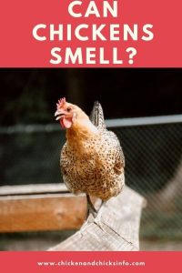 smell chickens