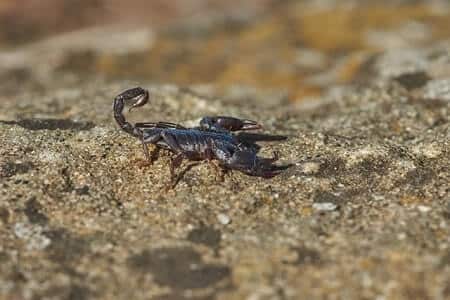 Can Scorpions Hurt Chickens