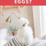 Can You Eat Silkie Chicken Eggs