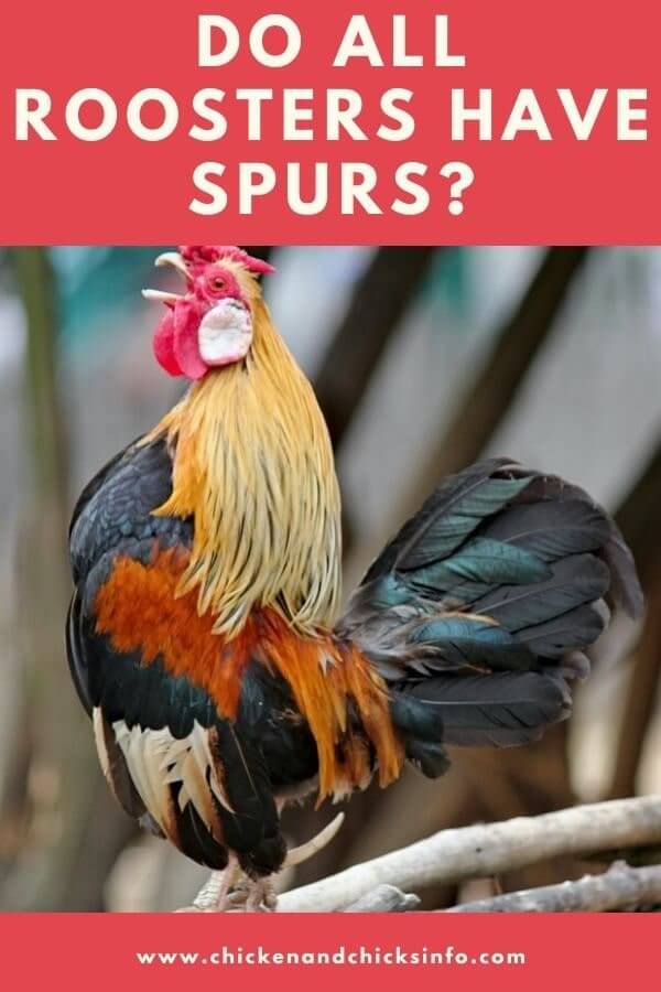 Do All Roosters Have Spurs