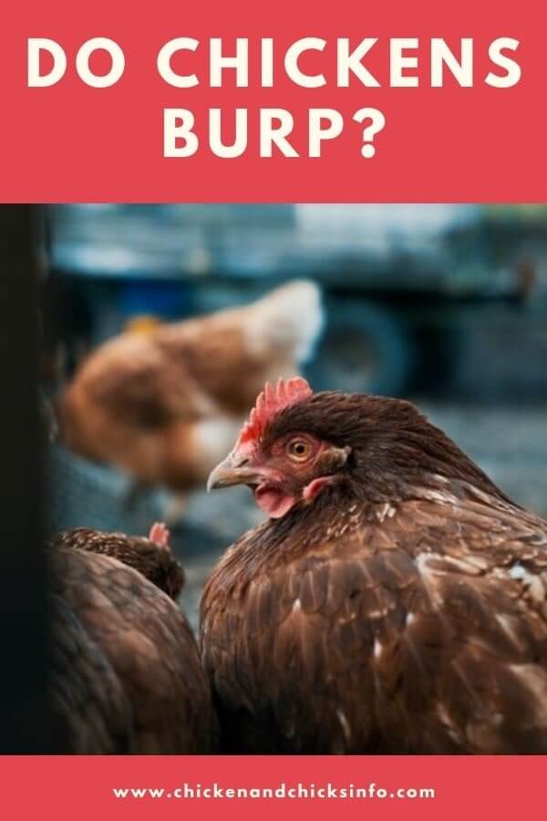 Do Chickens Burp