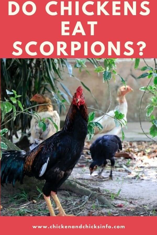 Do Chickens Eat Scorpions
