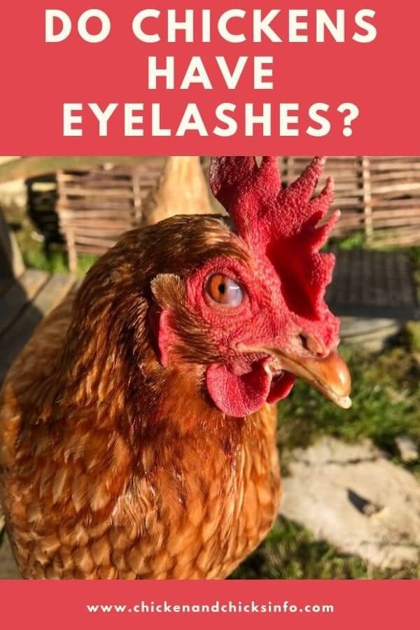 Do Chickens Have Eyelashes? (Important Questions Answered!) - Chicken