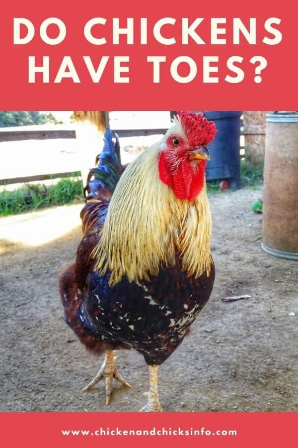 Do Chickens Have Toes