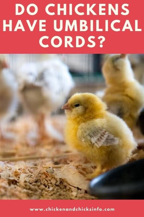 Do Chickens Have Umbilical Cords