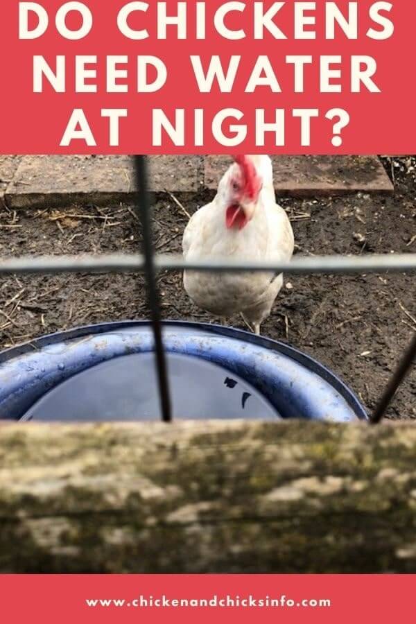 Do Chickens Need Water at Night