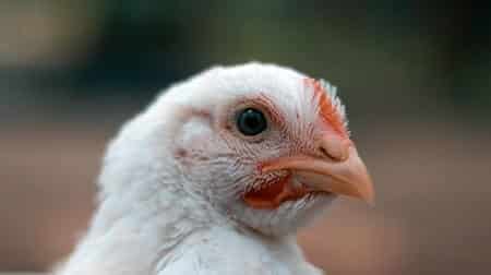 Do Chickens Not Need Eyebrows