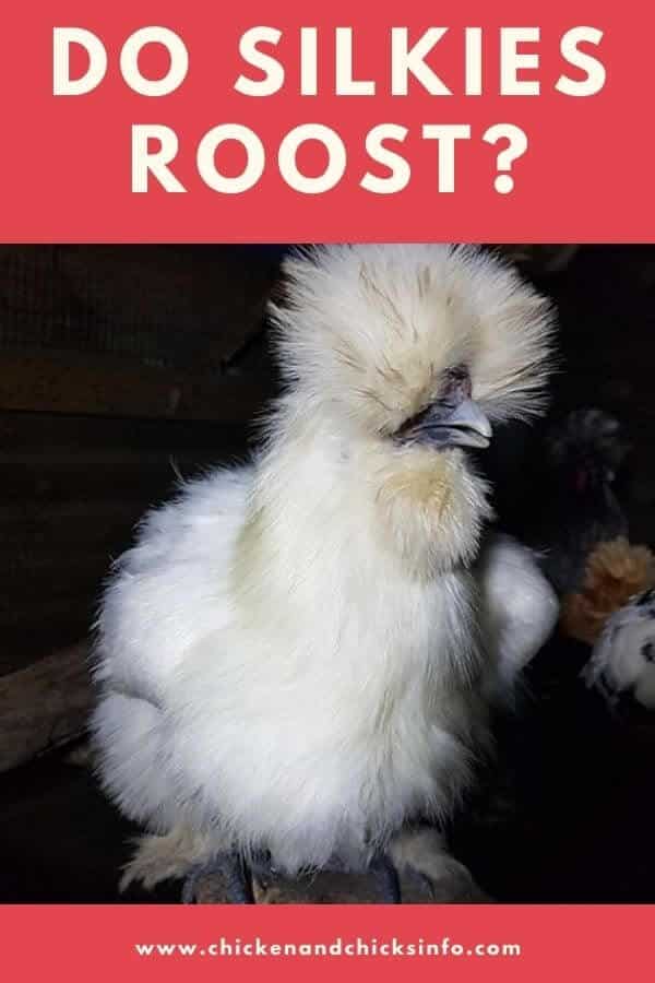 Do Silkies Roost