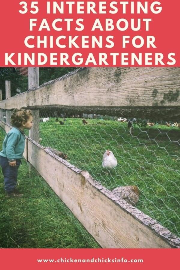 Facts About Chickens for Kindergarteners