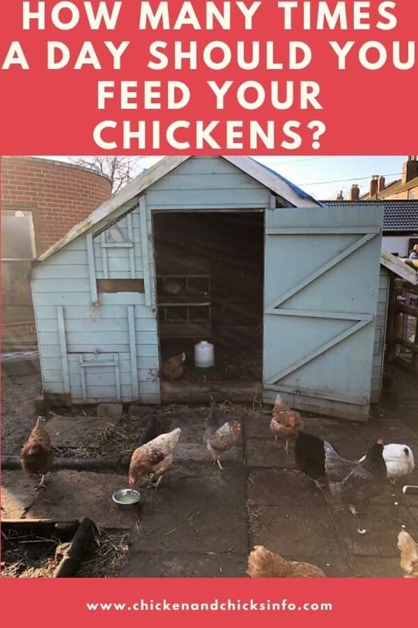 How Many Times A Day Should I Feed My Chickens Tips Chicken Chicks Info