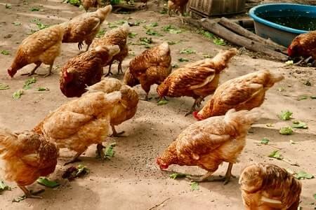 How Much to Feed Chickens per Day