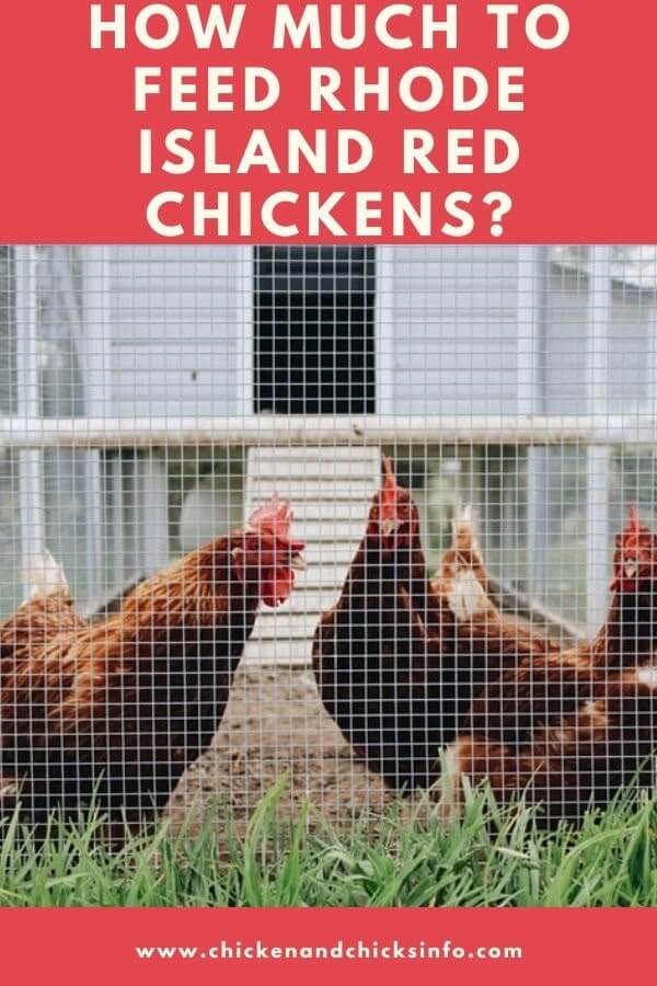 How Much to Feed Rhode Island Red Chickens? Chicken & Chicks Info