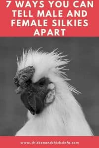 male vs female silkie chicken