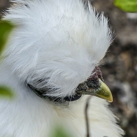 How to sex a Silkie by fluffy crest crown feathers