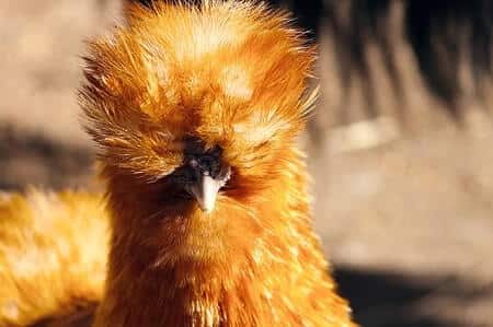 Orange Silkie Rooster Characteristics