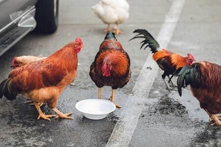 Pullets and Cockerels to Mature Chickens