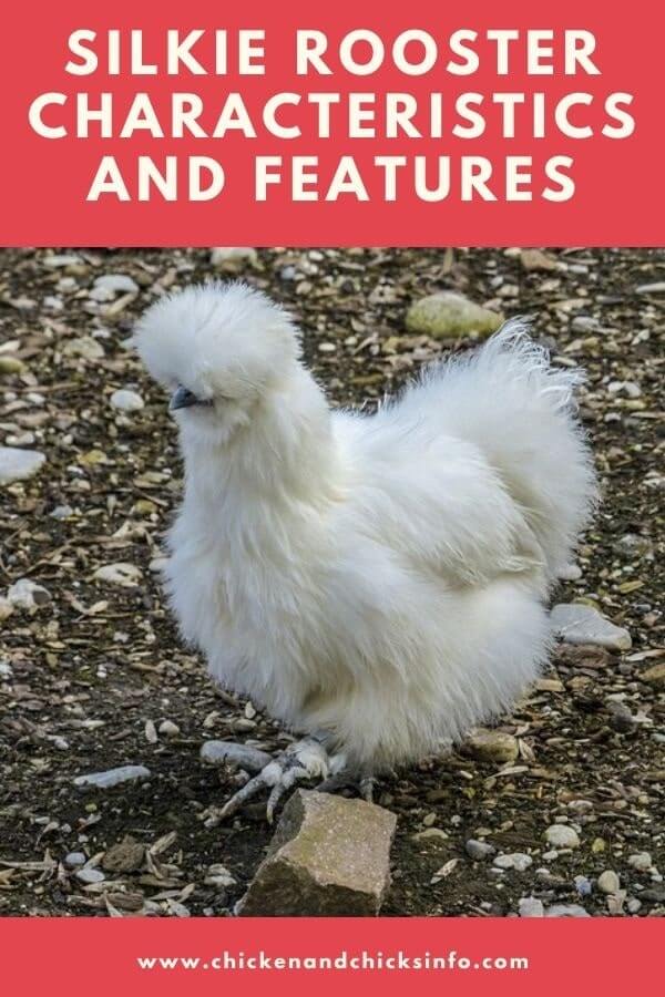 Silkie Rooster Characteristics
