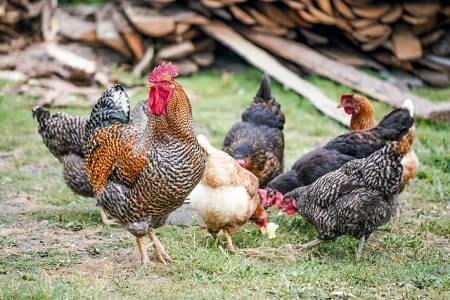 What Is the Difference Between a Rooster and a Hen and a Chicken