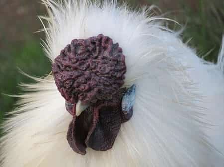 What Kind of Comb Does a Silkie Chicken Have