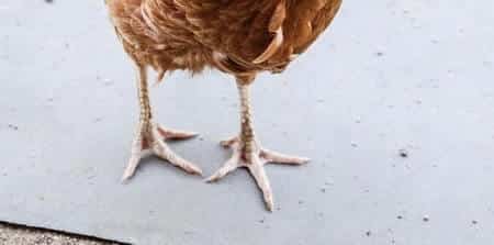 How many toes does a chicken have