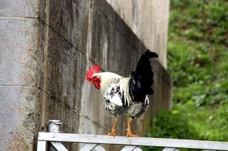 Why Do Roosters Have Spurs