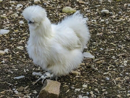 Why Won't My Silkie Hen Lay Eggs