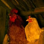 Rooster and a chicken in a coop during the night,