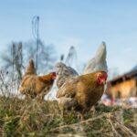 Three chickens looking for food on a pasture.