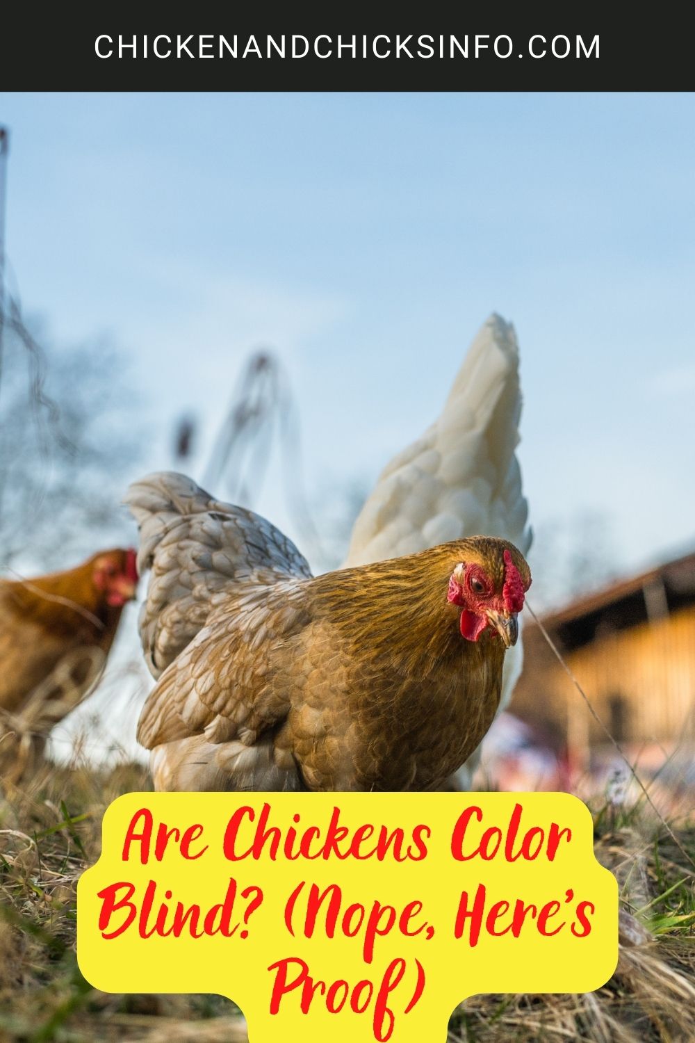 Are Chickens Color Blind? (Nope, Here's Proof) poster.
