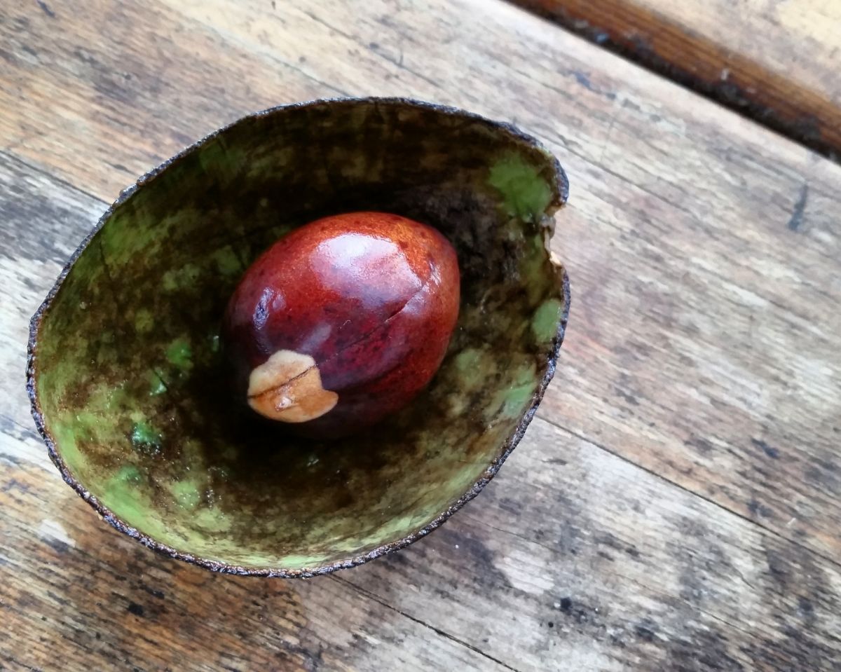 Avocado skin and a pit on a wooden table.