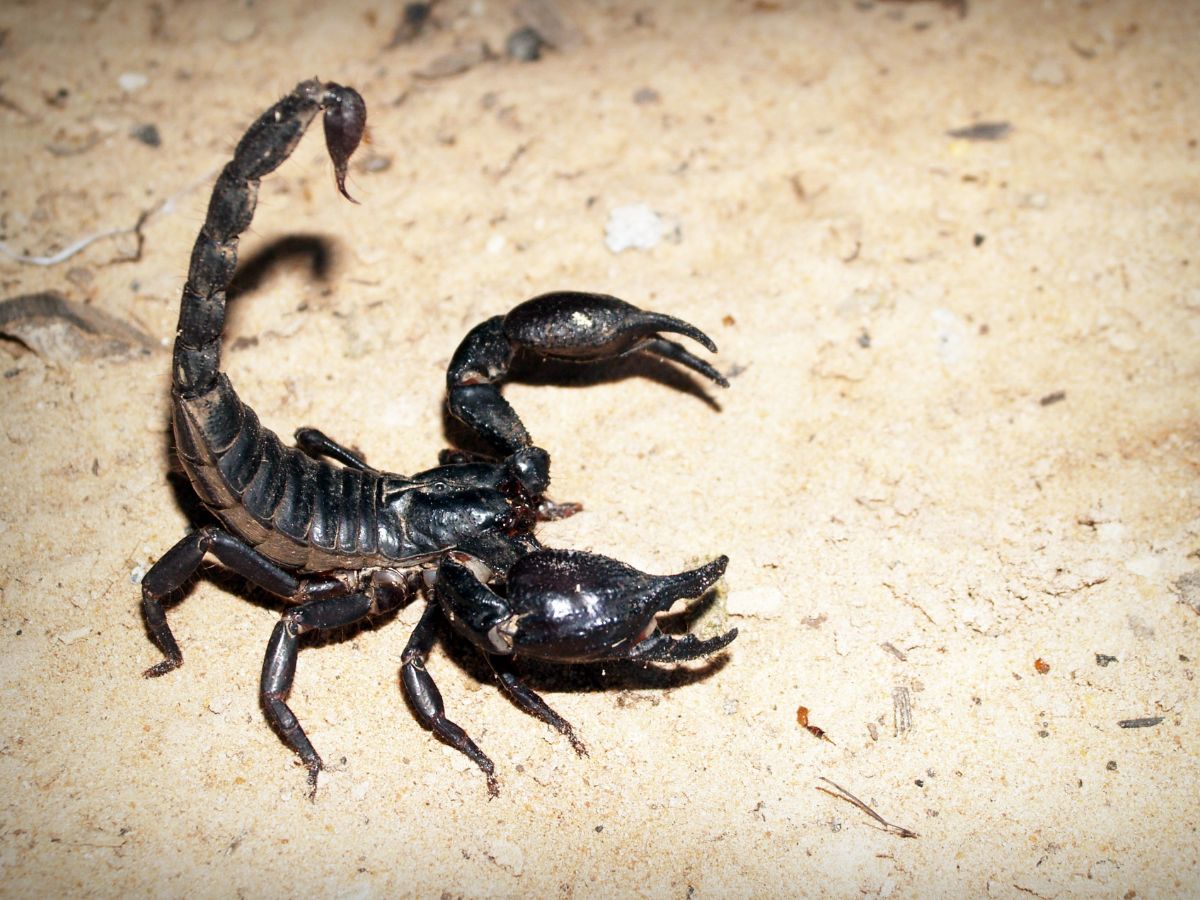 Black scorpion on rocky soil.