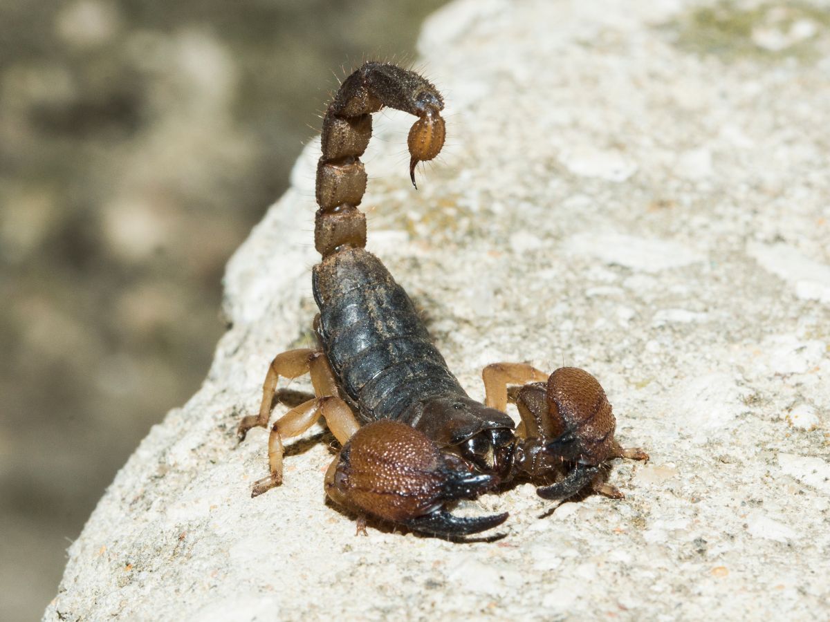 Brown scorpion on a rock on a sunny day.
