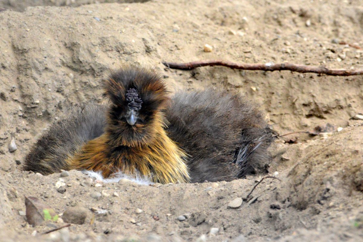 A brown silkie chicken lying in sand.