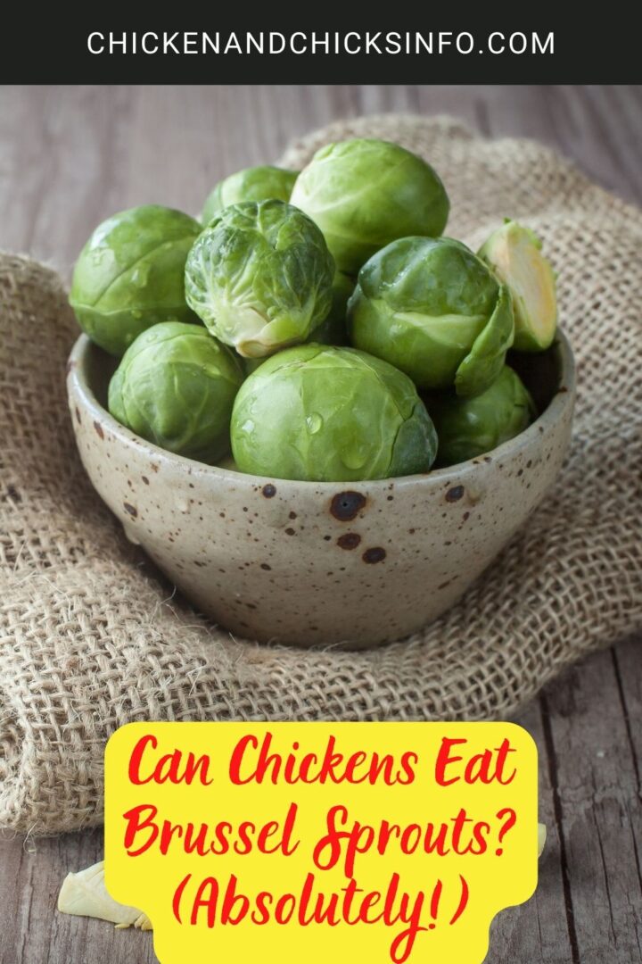 Can Chickens Eat Brussel Sprouts? (Absolutely!) Chicken & Chicks Info