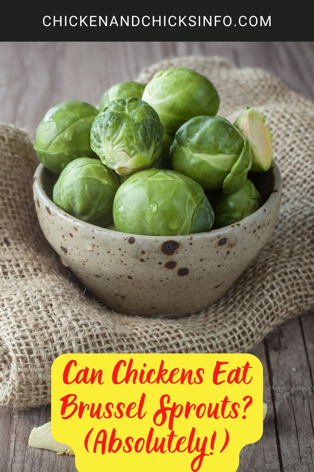 Can Chickens Eat Brussel Sprouts? (Absolutely!) poster.
