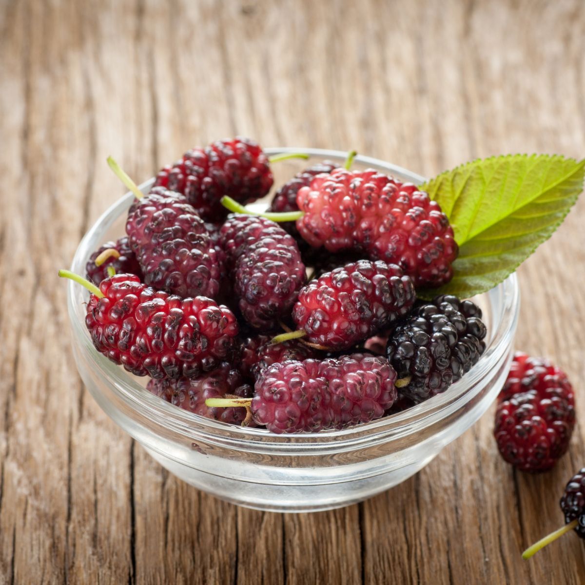 Do Chickens Eat Scorpions? (Risk & Reward) Chicken & Chicks Info