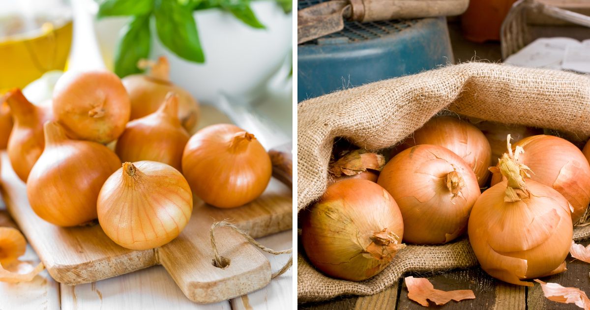 Can Chickens Eat Onions? (Affect Egg Taste?) Chicken & Chicks Info