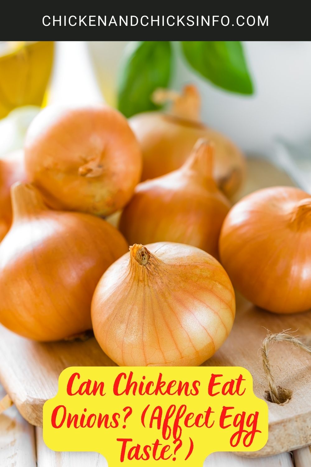 Can Chickens Eat Onions? (Affect Egg Taste?) poster.
