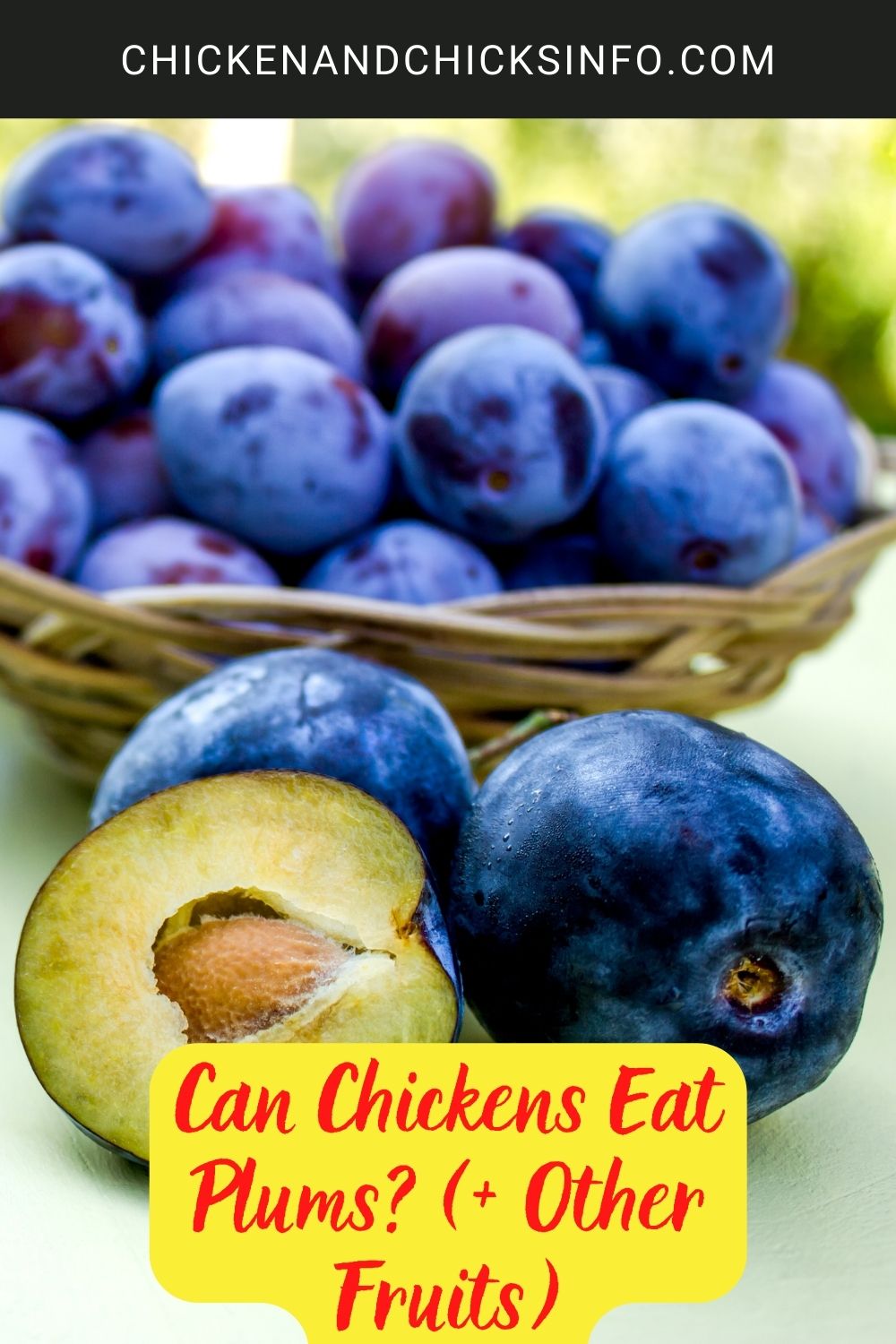 Can Chickens Eat Plums? (+ Other Fruits) poster.
