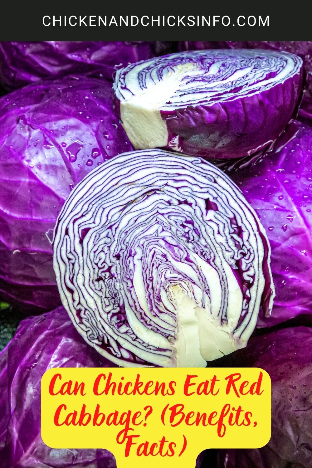 Can Chickens Eat Red Cabbage? (Benefits, Facts) poster.
