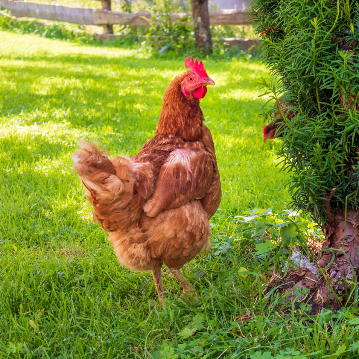 Do Chickens Need Water at Night? Chicken & Chicks Info