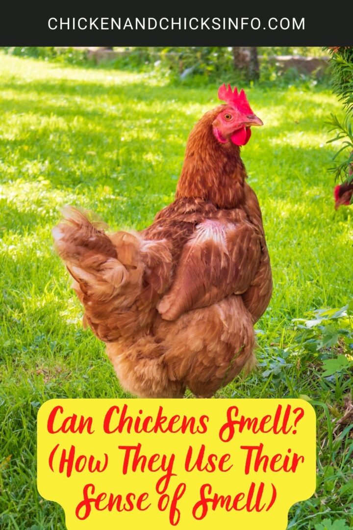 Can Chickens Smell? (How They Use Their Sense of Smell) Chicken